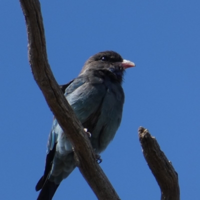 Eurystomus orientalis (Dollarbird) at Campbell, ACT - 24 Feb 2020 by MargD