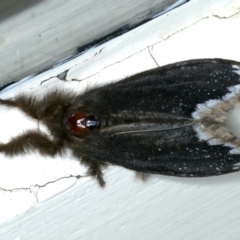 Euproctis marginalis (Margined Browntail Moth) at Ainslie, ACT - 29 Nov 2019 by jb2602