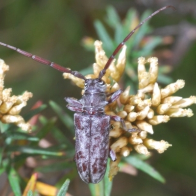 Acalolepta sp. (genus) (Longhorn beetle) at Kosciuszko National Park - 29 Feb 2020 by Harrisi