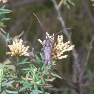 Acalolepta sp. (genus) at Kosciuszko National Park, NSW - 29 Feb 2020