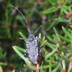 Disterna canosa (A longhorn beetle) at Kosciuszko National Park, NSW - 29 Feb 2020 by Harrisi