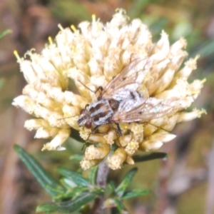 Senostoma notatum at Kosciuszko National Park, NSW - 29 Feb 2020