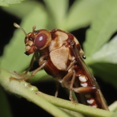 Pergagrapta polita (Sawfly) at ANBG - 3 Mar 2020 by TimL