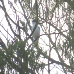 Lalage tricolor (White-winged Triller) at Curtin, ACT - 15 Jan 2020 by BenW