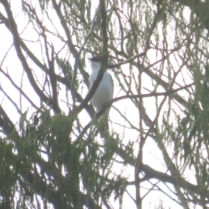 Lalage tricolor at Curtin, ACT - 15 Jan 2020 06:39 PM