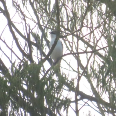 Lalage tricolor (White-winged Triller) at Curtin, ACT - 15 Jan 2020 by BenW