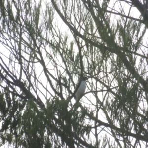 Lalage tricolor at Curtin, ACT - 15 Jan 2020 06:39 PM