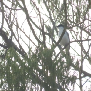 Lalage tricolor at Curtin, ACT - 15 Jan 2020 06:39 PM