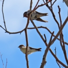 Hirundo neoxena (Welcome Swallow) at Belconnen, ACT - 5 Mar 2020 by RodDeb