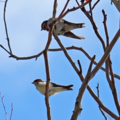 Hirundo neoxena (Welcome Swallow) at Lake Ginninderra - 5 Mar 2020 by RodDeb
