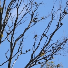 Hirundo neoxena at Belconnen, ACT - 6 Mar 2020