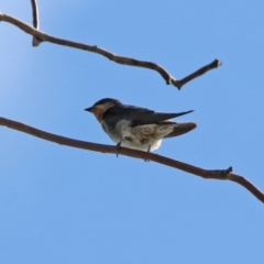 Hirundo neoxena at Belconnen, ACT - 6 Mar 2020