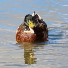 Anas platyrhynchos (Mallard (Domestic Type)) at Lake Ginninderra - 5 Mar 2020 by RodDeb