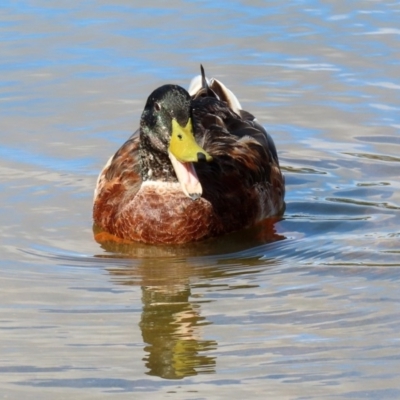 Anas platyrhynchos (Mallard (Domestic Type)) at Lake Ginninderra - 5 Mar 2020 by RodDeb