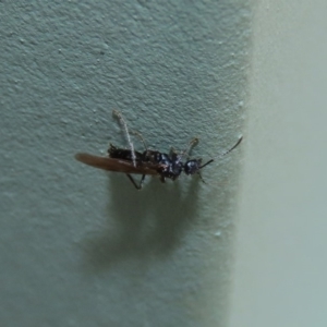 Formicidae (family) at Molonglo Valley, ACT - 6 Mar 2020 02:25 PM