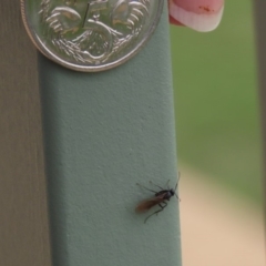 Formicidae (family) at Molonglo Valley, ACT - 6 Mar 2020 02:25 PM