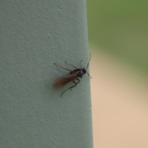 Formicidae (family) at Molonglo Valley, ACT - 6 Mar 2020 02:25 PM