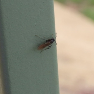 Formicidae (family) at Molonglo Valley, ACT - 6 Mar 2020 02:25 PM