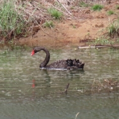 Cygnus atratus (Black Swan) at Molonglo River Reserve - 6 Mar 2020 by RodDeb