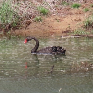 Cygnus atratus at Molonglo River Reserve - 6 Mar 2020 02:13 PM