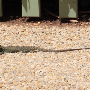 Intellagama lesueurii howittii at Molonglo Valley, ACT - 6 Mar 2020