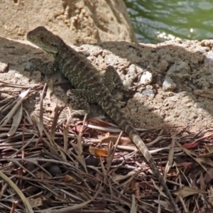 Intellagama lesueurii howittii at Molonglo Valley, ACT - 6 Mar 2020 01:37 PM