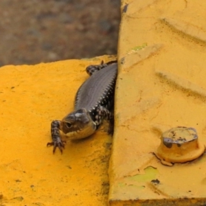 Eulamprus heatwolei at Molonglo Valley, ACT - 6 Mar 2020