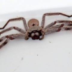 Isopeda (genus) (Huntsman Spider) at Molonglo Valley, ACT - 6 Mar 2020 by RodDeb
