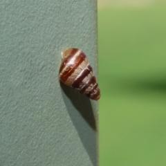 Cochlicella barbara (Small Pointed Snail) at Molonglo Valley, ACT - 6 Mar 2020 by RodDeb