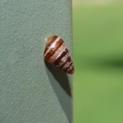 Cochlicella barbara (Small Pointed Snail) at Molonglo Valley, ACT - 6 Mar 2020 by RodDeb