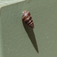 Cochlicella barbara at Molonglo Valley, ACT - 6 Mar 2020