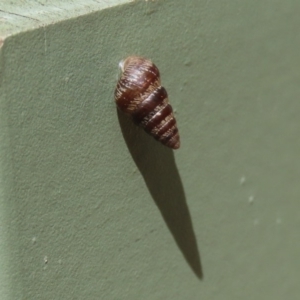 Cochlicella barbara at Molonglo Valley, ACT - 6 Mar 2020 02:16 PM