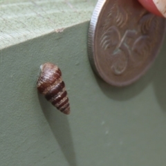 Cochlicella barbara at Molonglo Valley, ACT - 6 Mar 2020