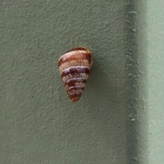 Cochlicella barbara at Molonglo Valley, ACT - 6 Mar 2020 02:16 PM