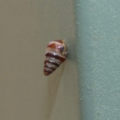 Cochlicella barbara at Molonglo Valley, ACT - 6 Mar 2020 02:16 PM