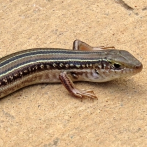 Ctenotus robustus at Molonglo Valley, ACT - 6 Mar 2020