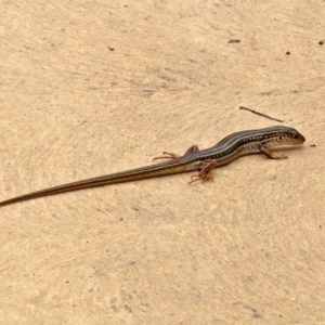 Ctenotus robustus at Molonglo Valley, ACT - 6 Mar 2020