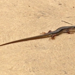 Ctenotus robustus at Molonglo Valley, ACT - 6 Mar 2020