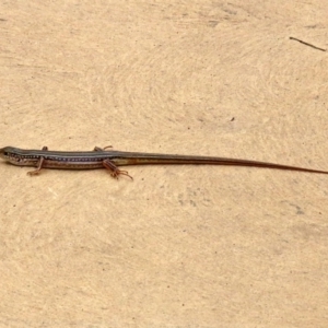 Ctenotus robustus at Molonglo Valley, ACT - 6 Mar 2020