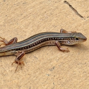 Ctenotus robustus at Molonglo Valley, ACT - 6 Mar 2020