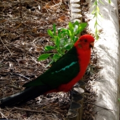 Alisterus scapularis (Australian King-Parrot) at Florey, ACT - 6 Mar 2020 by Kurt