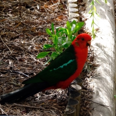 Alisterus scapularis (Australian King-Parrot) at Florey, ACT - 7 Mar 2020 by Kurt
