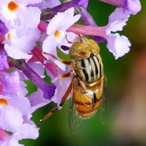 Eristalinus (genus) at Page, ACT - 7 Mar 2020