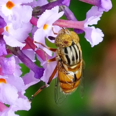 Eristalinus sp. (genus) (A Hover Fly) at Page, ACT - 6 Mar 2020 by dimageau
