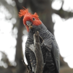 Callocephalon fimbriatum (Gang-gang Cockatoo) at Kambah, ACT - 7 Mar 2020 by HelenCross