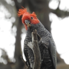 Callocephalon fimbriatum (Gang-gang Cockatoo) at GG121 - 6 Mar 2020 by HelenCross