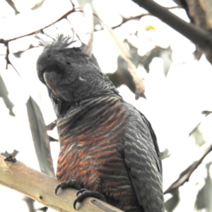 Callocephalon fimbriatum at Kambah, ACT - suppressed