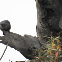 Callocephalon fimbriatum at Kambah, ACT - suppressed