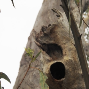 Callocephalon fimbriatum at Kambah, ACT - suppressed