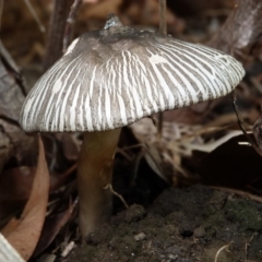 Agaricus rotalis (Agaricus rotalis) at Bermagui, NSW - 6 Mar 2020 by narelle